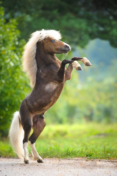 American Miniature Horse rearing up — Stock Photo, Image