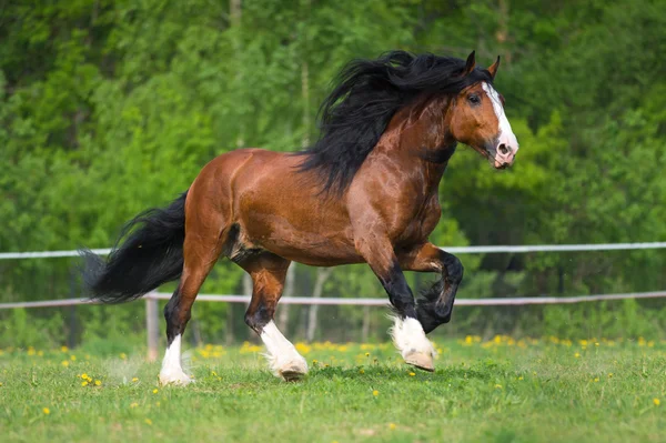 Vladimir cheval de trait court galop sur la prairie — Photo