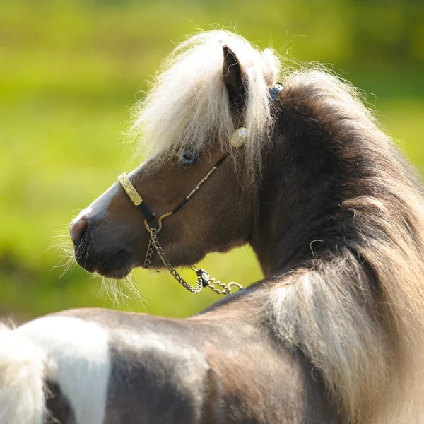 Amerykański miniaturowa konia, portret w lecie — Zdjęcie stockowe