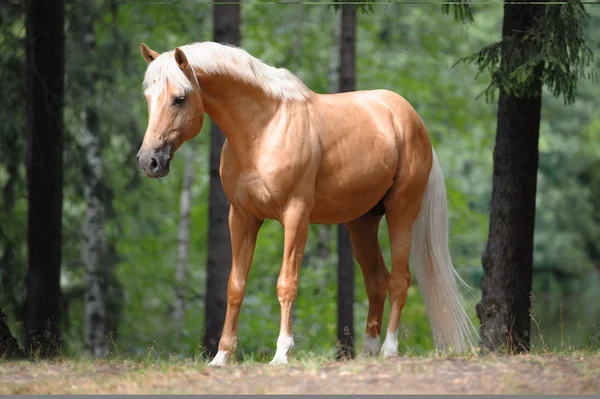 Belo cavalo palomino fica no prado — Fotografia de Stock