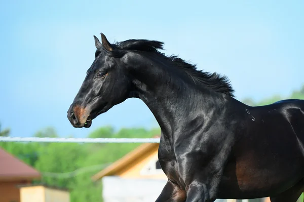 Bay häst kör Galopp på ängen, närbild — Stockfoto