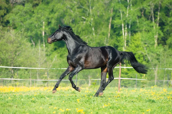 Bay horse runs gallop on the meadow — Stock Photo, Image