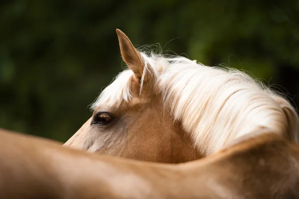 Arany-vörös (palomino) ló egy fehér sörényét, portré közelről — Stock Fotó