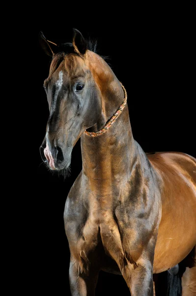 Golden Bay Akhal-teke cavallo sullo sfondo scuro — Foto Stock