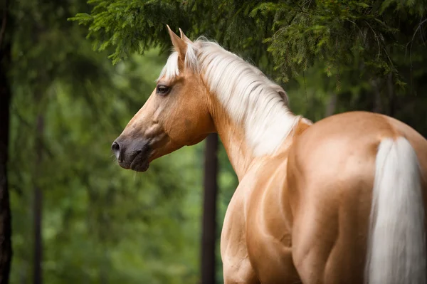 Konia Palomino z białą grzywą, portret w lesie — Zdjęcie stockowe
