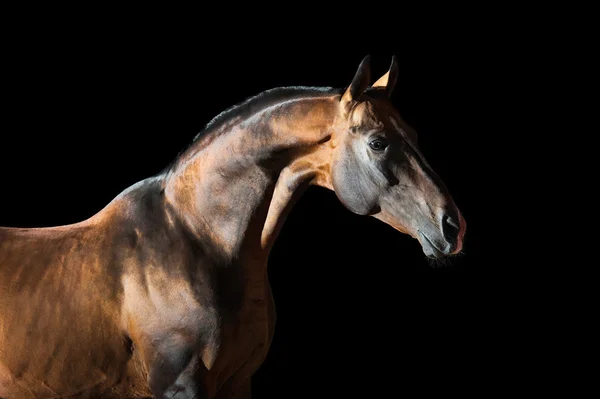 Golden Bay Akhal-teke cavalo no fundo escuro — Fotografia de Stock