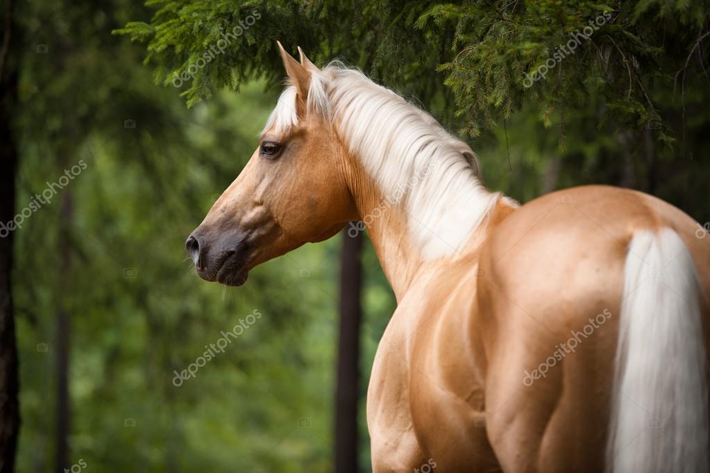 palomino horse with black mane