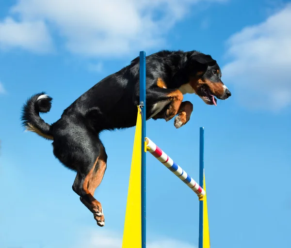 Tricolor perro jimp agilidad en el cielo fondo — Foto de Stock