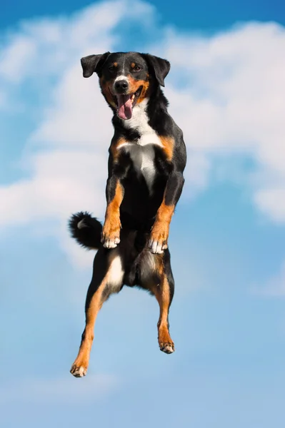 Dreifarbiger Hund springt hoch in den Himmel — Stockfoto