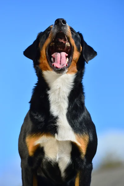 Tricolor hund skäller (gäspar) mot den blå himlen — Stockfoto