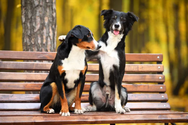 Two dogs in love in autumn park — Stock Photo, Image