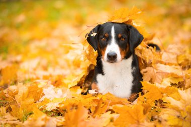 Üç renkli Appenzeller dağ köpek akçaağaç üzerinde yalan bırakır