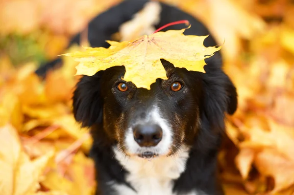 Svart hund och maple leaf, höst — Stockfoto