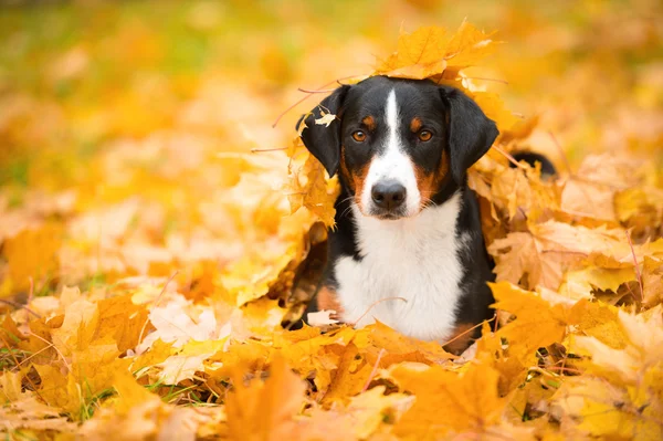 Tricolor Appenzeller Mountain Dog deitado em folhas de bordo — Fotografia de Stock