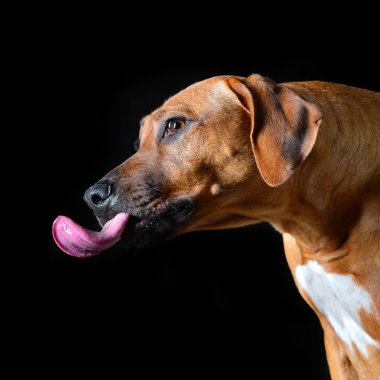 Rodezya Ridgeback portre siyah arka plan üzerine