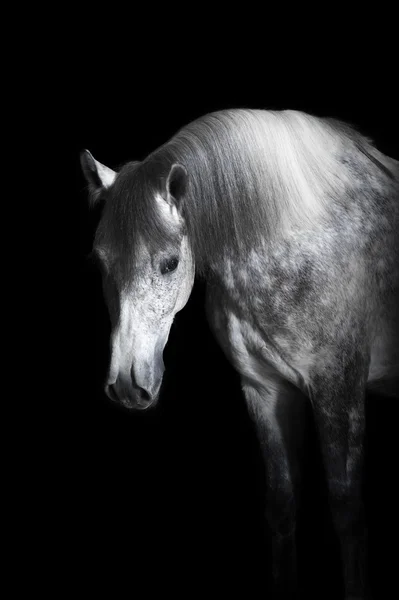 Cavalo cinza no fundo preto — Fotografia de Stock