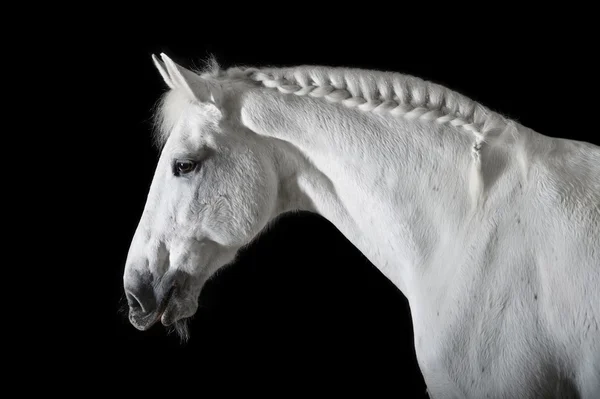 Cavalo branco no fundo preto — Fotografia de Stock