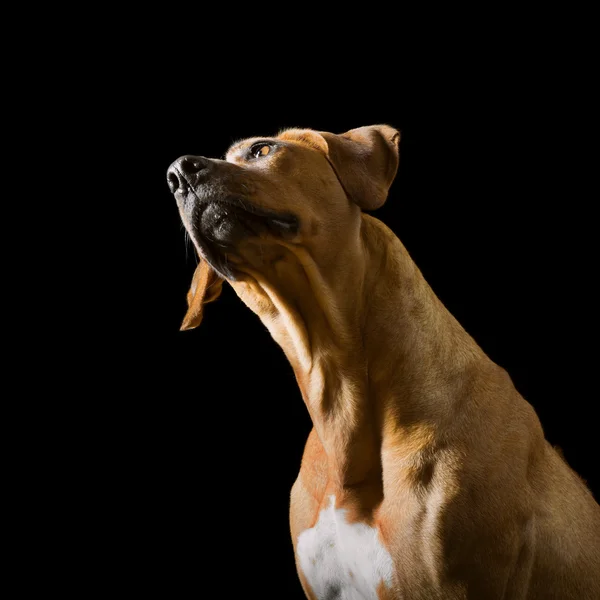 Rhodesian Ridgeback no fundo preto — Fotografia de Stock