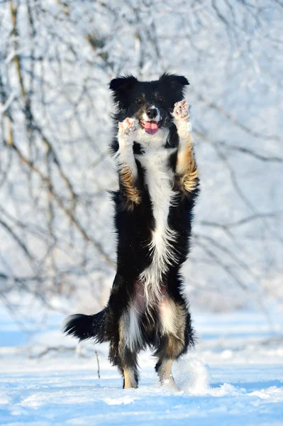 Fronteira collie diversão no inverno — Fotografia de Stock