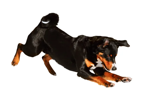 白で隔離される sennenhund appenzeller 三色犬 — ストック写真