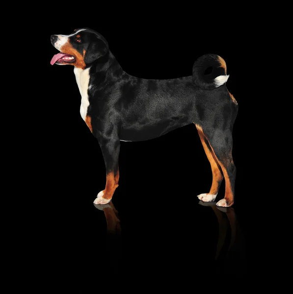Sennenhund Appenzeller tricolor hund isolerade på svart, i studio — Stockfoto
