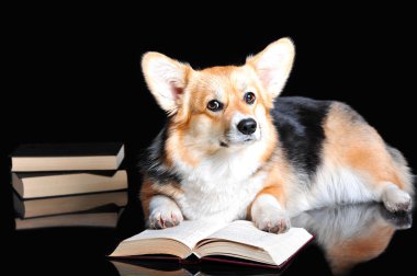 Galce Corgi Pembroke siyah izole bir kitap okur