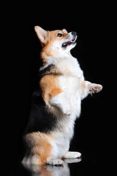 Welsh Corgi Pembroke performs tricks, isolated on black — Stock Photo, Image