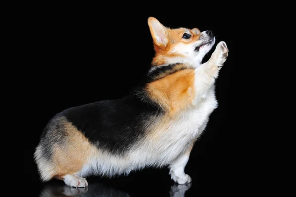 Welsh Corgi Pembroke vykonává triky, izolovaných na černém — Stock fotografie