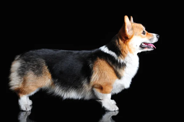 Exteriér Welsh Corgi Pembroke, izolované na černém pozadí — Stock fotografie