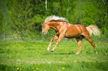 Kırmızı atı dörtnala yaz saati çalıştırır.