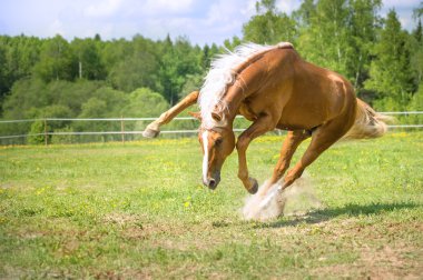 Yaz aylarında kırmızı at oyunları