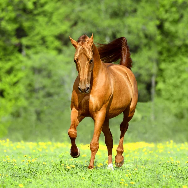 Caballo rojo dorado corre trote en verano —  Fotos de Stock