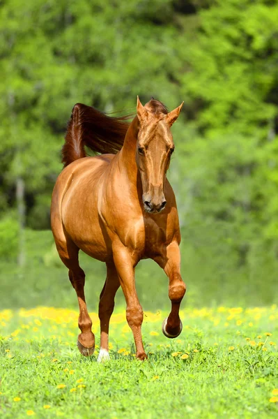 Cavalo vermelho dourado corre trote livre na hora de verão — Fotografia de Stock