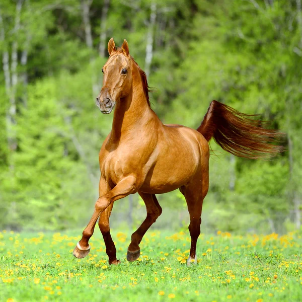 Cavalo vermelho dourado corre trote na hora de verão — Fotografia de Stock