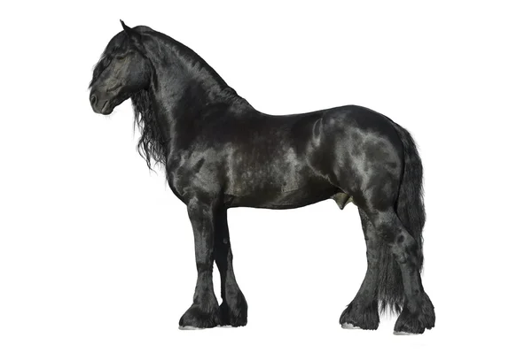 Cavalo preto friesiano isolado no branco — Fotografia de Stock