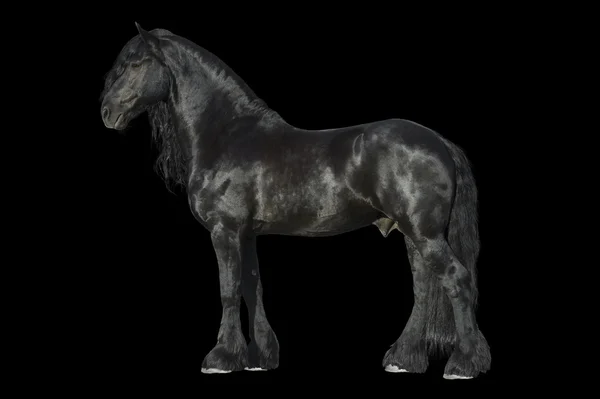 Frisone cavallo nero isolato sul nero — Foto Stock