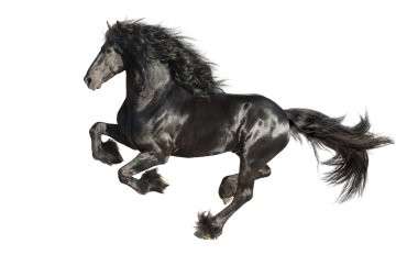 Running gallop Friesian black horse isolated on the white clipart