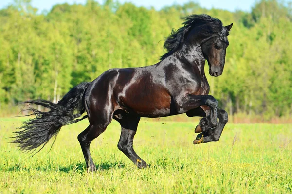 Frieasian czarny koń biegnie galop w wolności — Zdjęcie stockowe