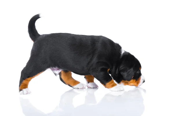 Um mês cachorro Appenzeller Sennenhund isolado em branco — Fotografia de Stock