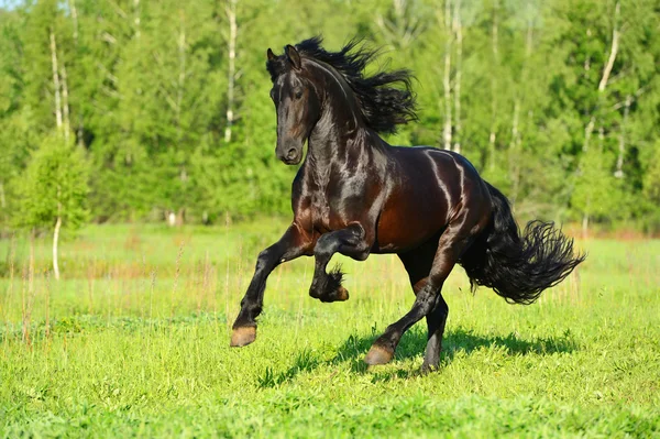 Black Frieasian horse runs gallop in freedom — Stock Photo, Image