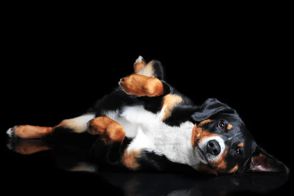 Tricolor hond Sennenhund Appenzeller geïsoleerd op zwart — Stockfoto