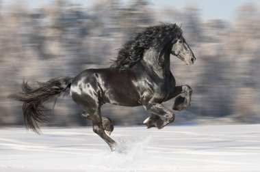 Black Friesian horse runs gallop on blurred winter background clipart