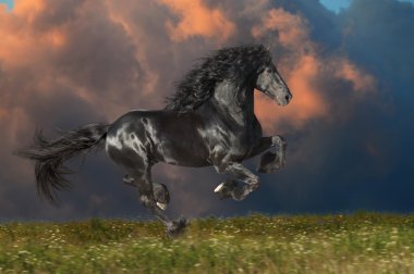 Black Friesian horse runs gallop in summer time clipart