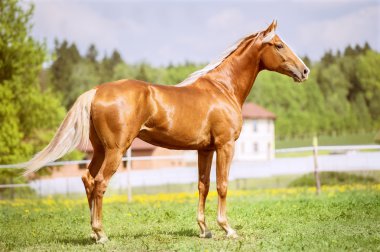 Portrait of the golden red horse in summer time clipart