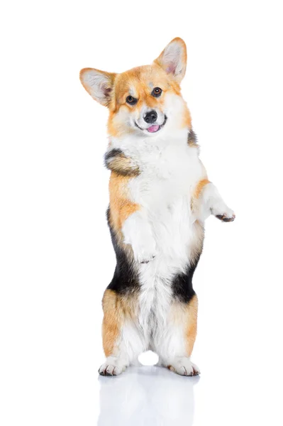 Welsh Corgi Pembroke rearing up, isolated on white — Stock Photo, Image