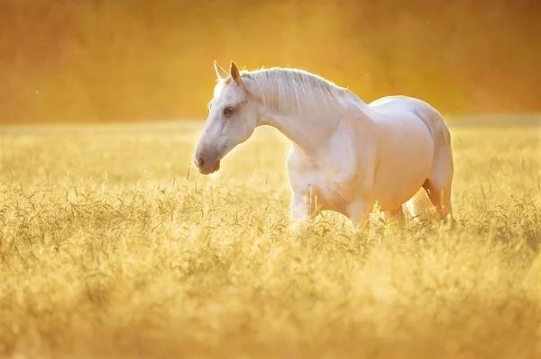 Bílý kůň v žitné, zlaté slunce — Stock fotografie