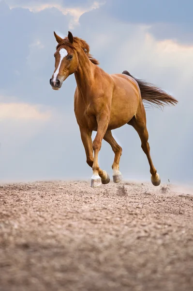Röd Trakehner häst körs trav på himmel bakgrund — Stockfoto
