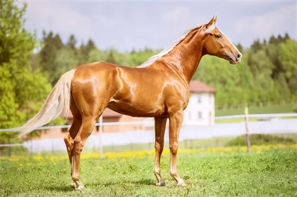 Портрет золотой рыжей лошади в летнее время — стоковое фото