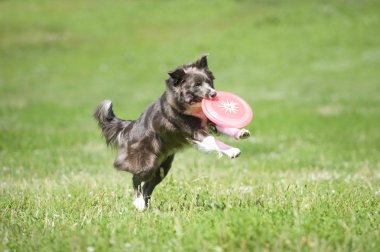 Frizbi Köpek
