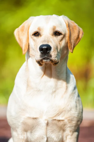 Portrait of the golden labrador — Stock Photo, Image